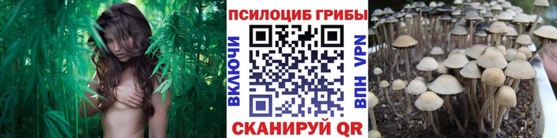 kraken tor  где продают наркотики  Жирновск  Псилоцибиновые грибы Cubensis 